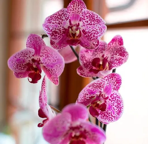 U Hrabenky Отель 4*